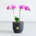 ارکیده صورتی رگه دار 2 شاخه برای نگهداری در منزل مناسب است.