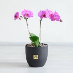 ارکیده صورتی رگه دار 2 شاخه برای نگهداری در منزل مناسب است.
