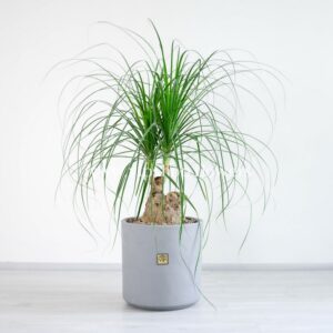 گلدان آپارتمانی لیندا با گلدانی سفالی