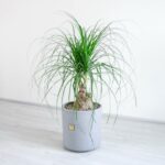 گلدان سفالی به همراه لیندا