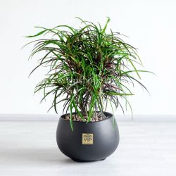 گلدان کروتون رشته ای با سایز متوسط