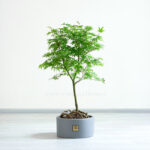 گلدان آپارتمانی بونسای افرا سبز