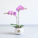 گلدان ارکیده صورتی خال دار دارای دو شاخه است.