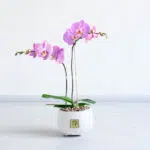 گلدان ارکیده صورتی خال دار دارای دو شاخه است.