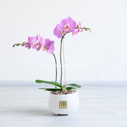 گلدان ارکیده صورتی خال دار دارای دو شاخه است.