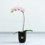 گلدان ارکیده سفید صورتی کمرنگ رگه دار