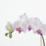 گلدان ارکیده سفید صورتی کمرنگ رگه دار از نزدیک