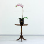 خرید گلدان ارکیده سفید صورتی کمرنگ رگه دار