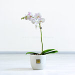 ارکیده سفید صورتی کمرنگ بسیار خاص است.