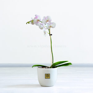ارکیده سفید صورتی کمرنگ بسیار خاص است.