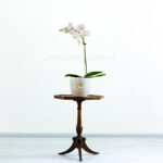 ارکیده سفید صورتی کمرنگ از ارکیده های زیبا است.