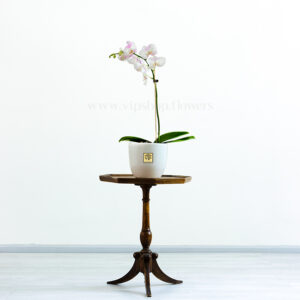 ارکیده سفید صورتی کمرنگ از ارکیده های زیبا است.