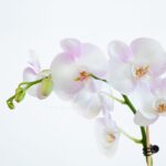 ارکیده سفید صورتی کمرنگ، هارمونی ویژه ای دارد.