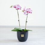 گلدان ارکیده صورتی بنفش خالدار برای نگهداری در منزل مناسب است.