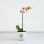 گلدان ارکیده لیمویی بنفش خالدار تک شاخه برای نگهداری در منزل مناسب است.