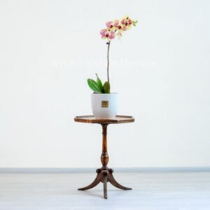 ابعاد گلدان ارکیده لیمویی بنفش خالدار مناسب است.