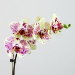 برگ های ارکیده لیمویی بنفش خالدار زیبا است.