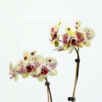 گل ارکیده بنفش لیمویی دو شاخه از نزدیک