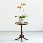 گل زیبای ارکیده بنفش لیمویی با دو شاخه زیبا