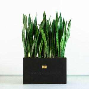 باکس سانسوریا پوست ماری دارای ابعاد بزرگی است.