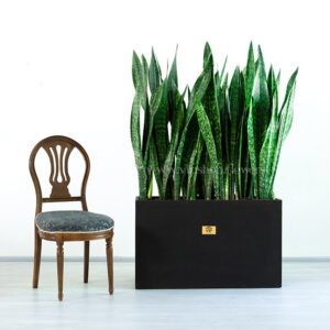 باکس سانسوریا پوست ماری جلوه ویژه ای دارد.