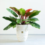 فیلودندرون پرتقالی گیاهی خاص است.