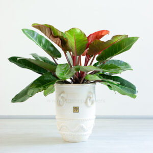 فیلودندرون پرتقالی گیاهی خاص است.