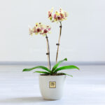 گل زیبای ارکیده دو شاخه بنفش لیمویی