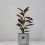 گلدان آپارتمانی فیکوس شرابی