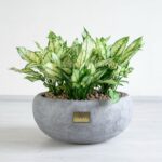 گل آگلونما برفی با گلدان طوسی