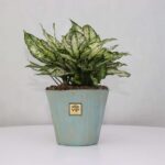 گلدان آپارتمانی آگلونما برفی - Image 6