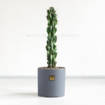 کاکتوس صخره ای سرئوس همراه با گلدان طوسی انتخابی ایده آل است.