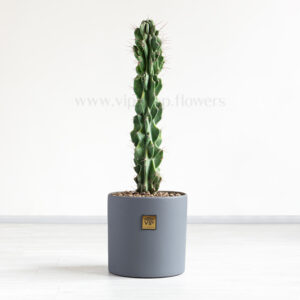 کاکتوس صخره ای سرئوس همراه با گلدان طوسی انتخابی ایده آل است.