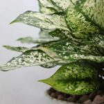 گلدان آپارتمانی آگلونما برفی - Image 5