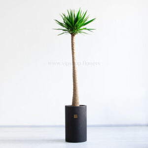 یوکا بلند، گیاهی با ارتفاع زیاد است.