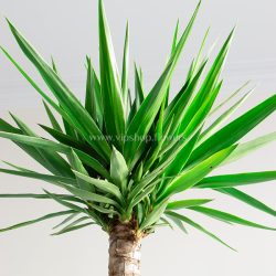 گیاه آپارتمانی یوکا بلند، گیاهی با ارتفاع زیاد است.