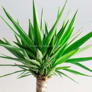 گیاه آپارتمانی یوکا بلند، گیاهی با ارتفاع زیاد است.