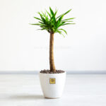 گلدان آپارتمانی یوکا با گلدانی زیبا