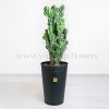 سرئوس صخره ای در لدان مشکی جلوه دارد.