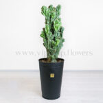 سرئوس صخره ای در لدان مشکی جلوه دارد.