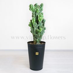 سرئوس صخره ای در لدان مشکی جلوه دارد.
