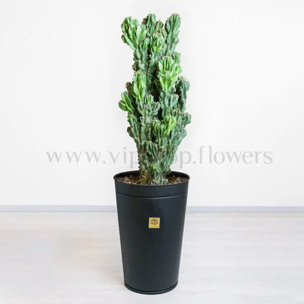 سرئوس صخره ای در لدان مشکی جلوه دارد.