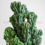 جزئیات کاکتوس صخره ای سرئوس ستودنی است.