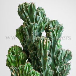 جزئیات کاکتوس صخره ای سرئوس ستودنی است.