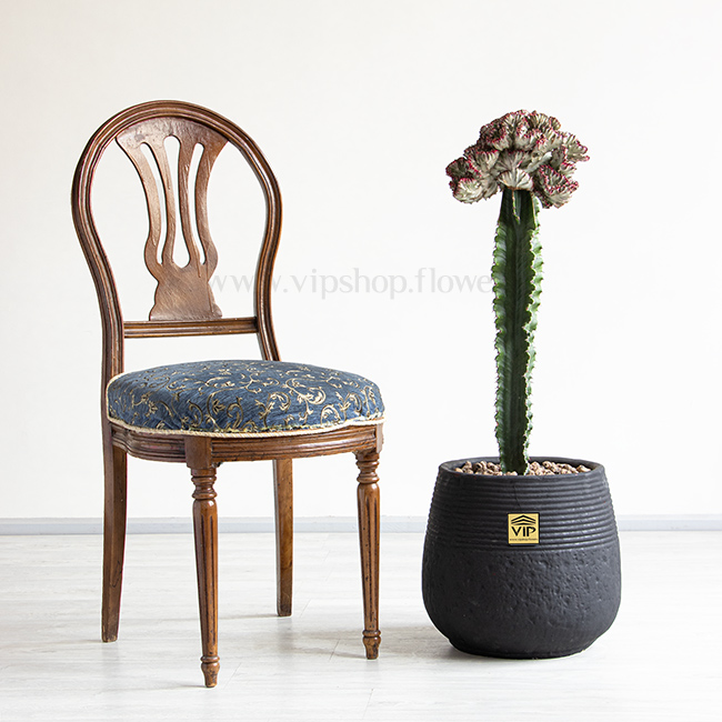گلدان آپارتمانی کاکتوس لاکتی پیوندی در مقایسه با صندلی