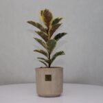 فیکوس ابلق m