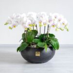 ارکیده سفیو و صورتی خالدار 10 شاخه با گلدان مشکی بهترین انتخاب است.