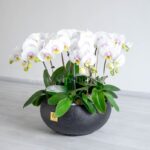 ارکیده سفیو و صورتی خالدار 10 شاخه از نمای دیگر