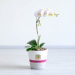 ارکیده سفید صورتی خالدار با گلدان زیبا