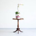 ابعاد ارکیده سفید صورتی خالدار مناسب است.